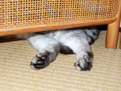 占い メール鑑定 ミーコ