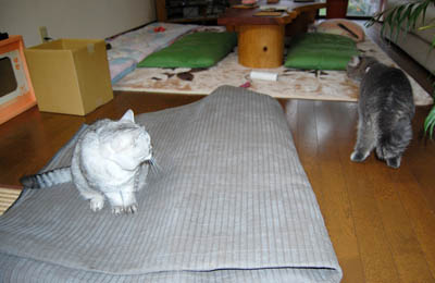 占い メール鑑定 ミーコ
