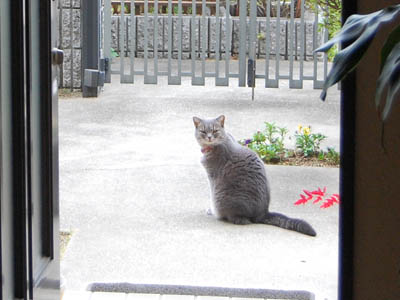 占い メール鑑定 ミーコ