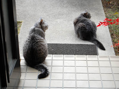 占い メール鑑定 ミーコ
