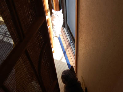 占い メール鑑定 ミーコ