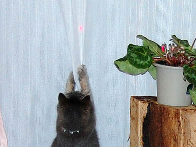 占い メール鑑定 ミーコ