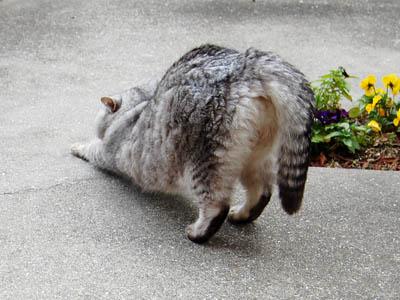 占い メール鑑定 ミーコ