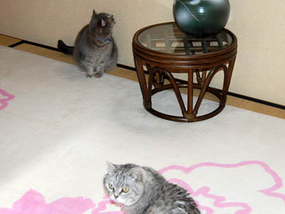 占い メール鑑定 ミーコ
