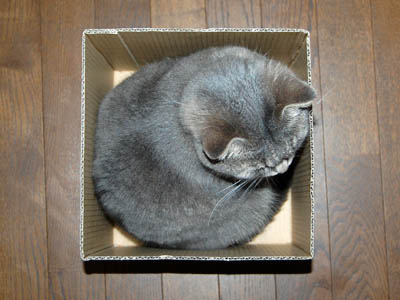 占い メール鑑定 ミーコ