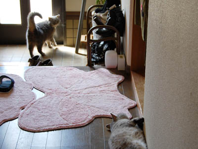占い メール鑑定 ミーコ