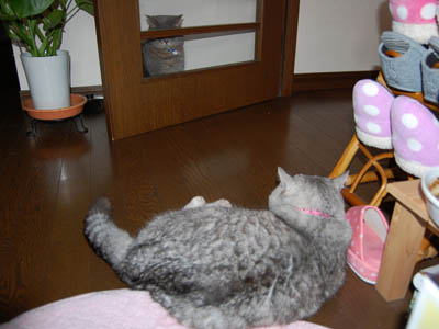 占い メール鑑定 ミーコ