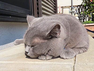 占い メール鑑定 ミーコ