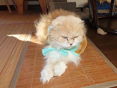 占い メール鑑定 ミーコ