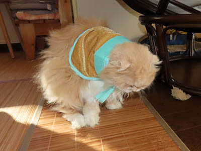 占い メール鑑定 ミーコ