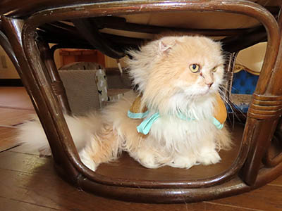 占い メール鑑定 ミーコ