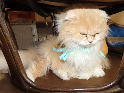 占い メール鑑定 ミーコ