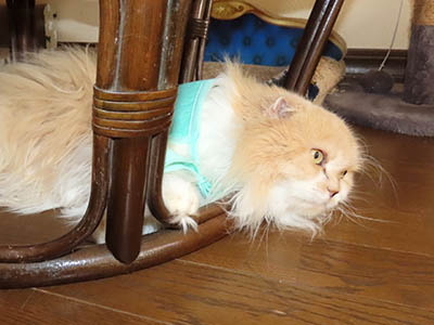 占い メール鑑定 ミーコ