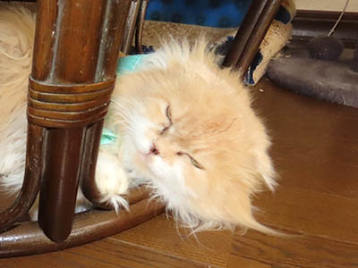 占い メール鑑定 ミーコ