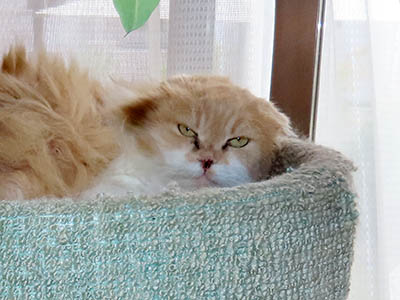 占い メール鑑定 ミーコ