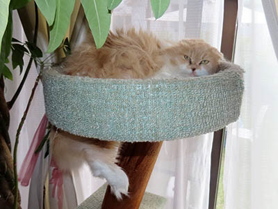 占い メール鑑定 ミーコ