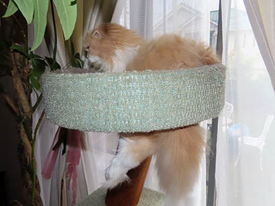 占い メール鑑定 ミーコ