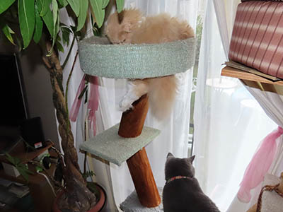 占い メール鑑定 ミーコ