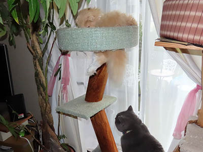 占い メール鑑定 ミーコ