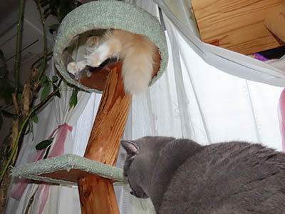 占い メール鑑定 ミーコ