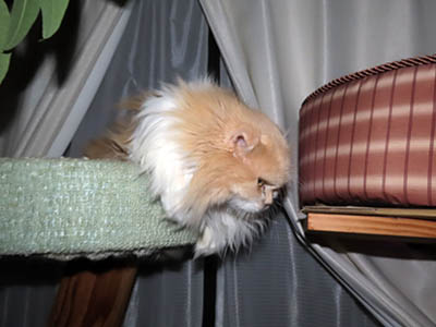 占い メール鑑定 ミーコ