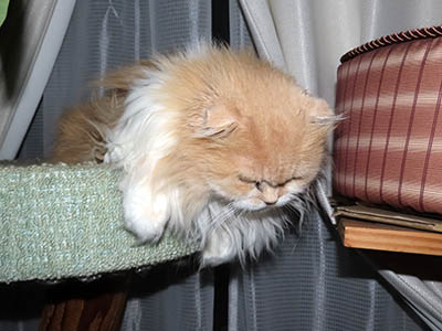 占い メール鑑定 ミーコ