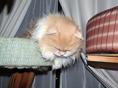 占い メール鑑定 ミーコ