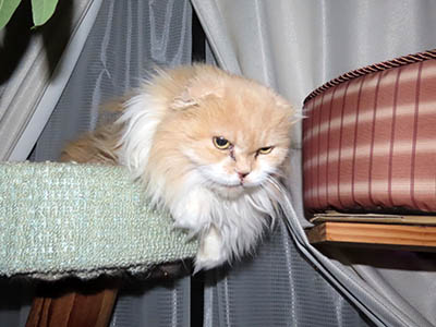 占い メール鑑定 ミーコ