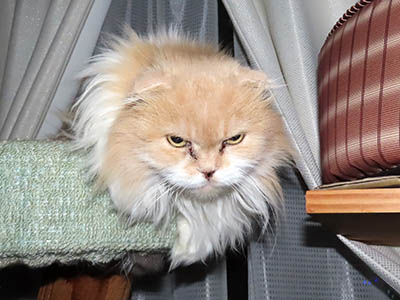 占い メール鑑定 ミーコ