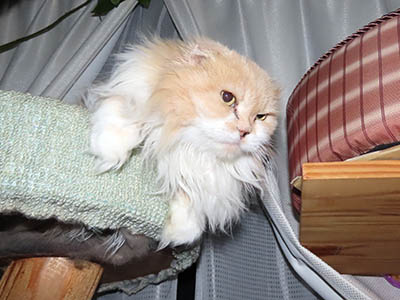 占い メール鑑定 ミーコ