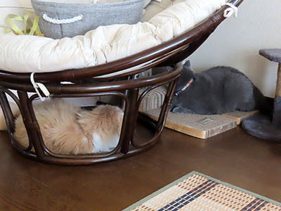 占い メール鑑定 ミーコ