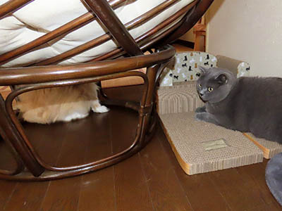 占い メール鑑定 ミーコ