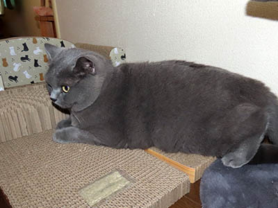 占い メール鑑定 ミーコ