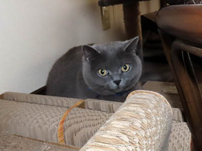 占い メール鑑定 ミーコ