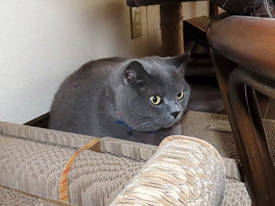 占い メール鑑定 ミーコ