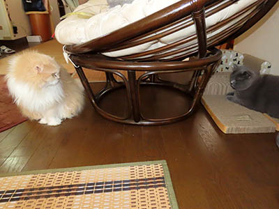 占い メール鑑定 ミーコ