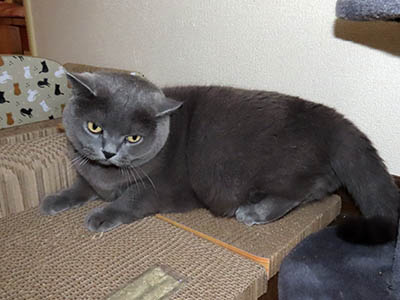 占い メール鑑定 ミーコ