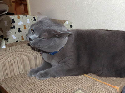 占い メール鑑定 ミーコ