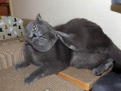 占い メール鑑定 ミーコ