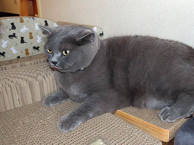 占い メール鑑定 ミーコ