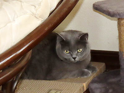 占い メール鑑定 ミーコ