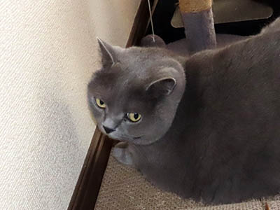 占い メール鑑定 ミーコ