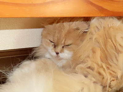 占い メール鑑定 ミーコ