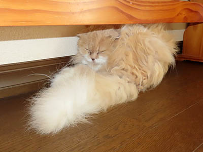 占い メール鑑定 ミーコ