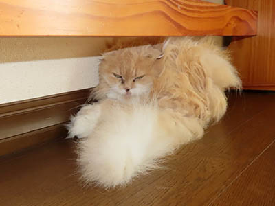 占い メール鑑定 ミーコ