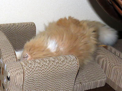 占い メール鑑定 ミーコ