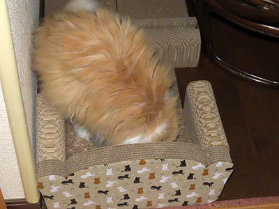 占い メール鑑定 ミーコ