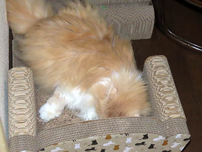 占い メール鑑定 ミーコ