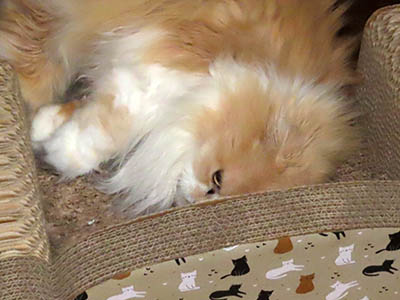 占い メール鑑定 ミーコ