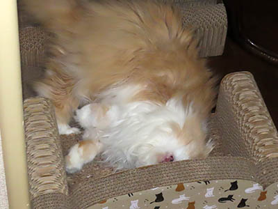 占い メール鑑定 ミーコ